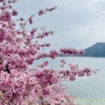ザ･因島の春の名物 かわづ桜が満開ど♪