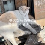 ねこのカンバンとカンバンねこがお出迎えのれいこう堂♪
